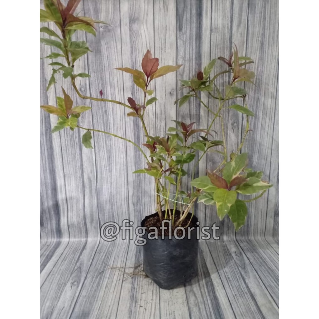 Tanaman Hias Melati Jepang Merah / Tanaman Hias Bunga Melati Jepang Merah