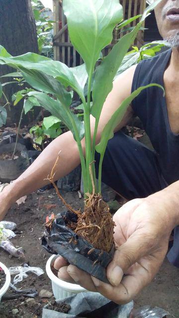  Tanaman  hias  peach lily sepatu filum tanaman  indoor  