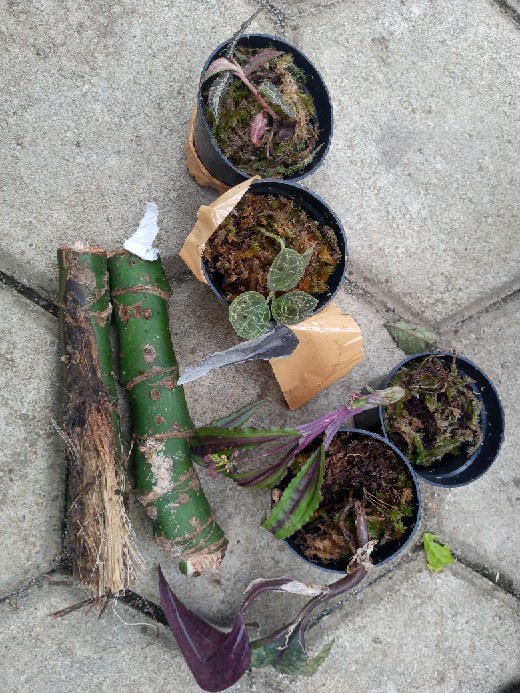 Bibit Biji Palem Merah Lipstick Palm