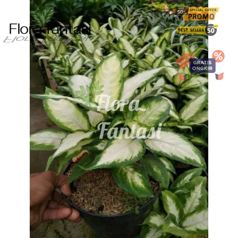 tanaman hias aglonema srirezeki blanceng tissu (Tanaman hias hidup indoor murah besar dan rimbun--bu
