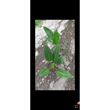 TANAMAN HIAS ANTHURIUM GOLOK