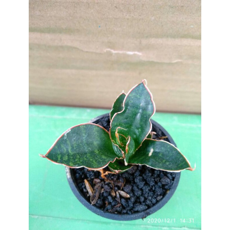 Tanaman hias mini sansevieria / sansivera hybrid cordova x downsii