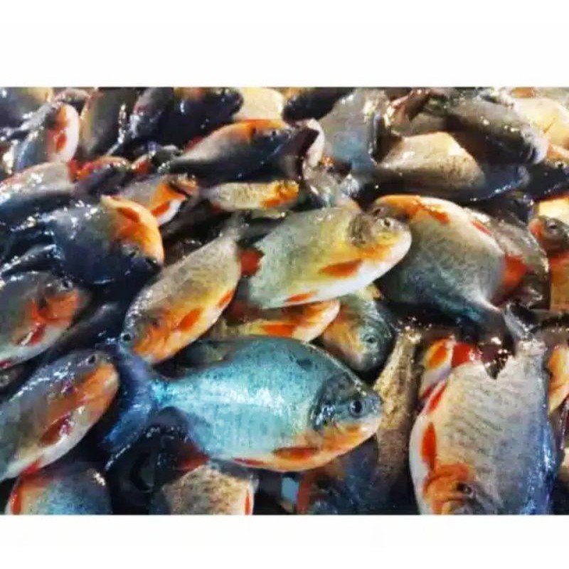 

Ikan Segar - Ikan Bawal 500 gr