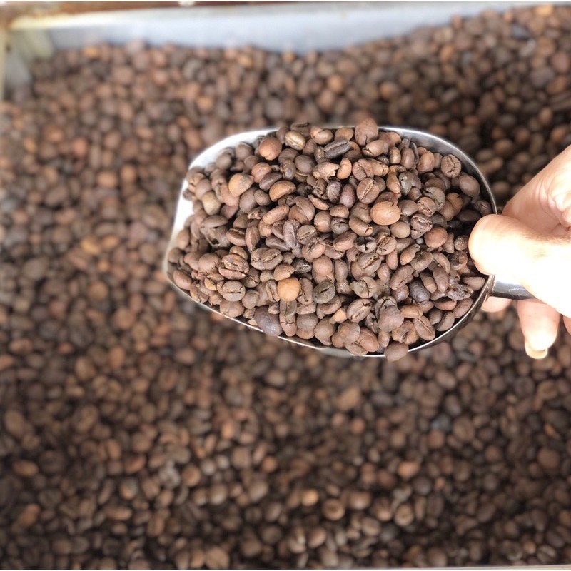 

SIDIKALANG ROBUSTA BEAN (1kg)