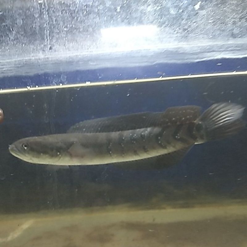 

ikan channa asiatica rs pure size 22cm female