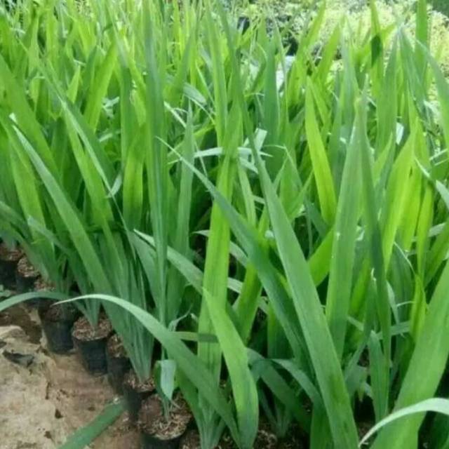 Tanaman Hias Hidup Bunga Airis