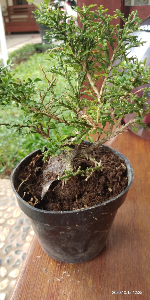 Tanaman Bonsai Kemuning Super Micro