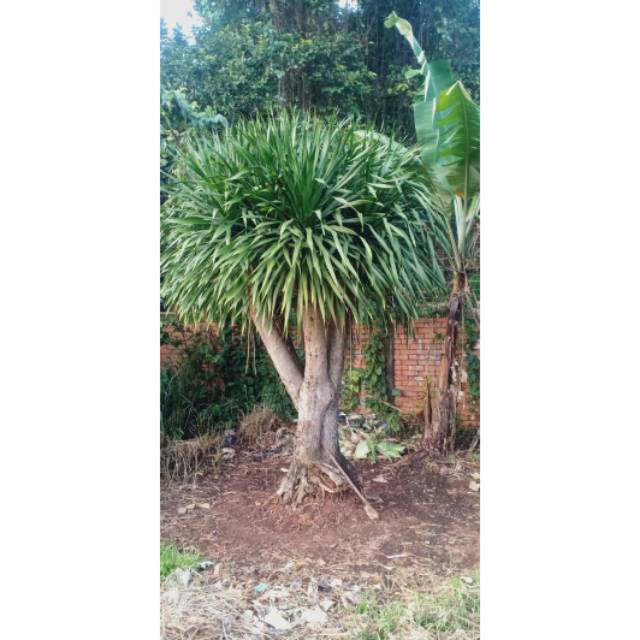 POHON PANDAN BALI SUPER BESAR SIAP TANAM