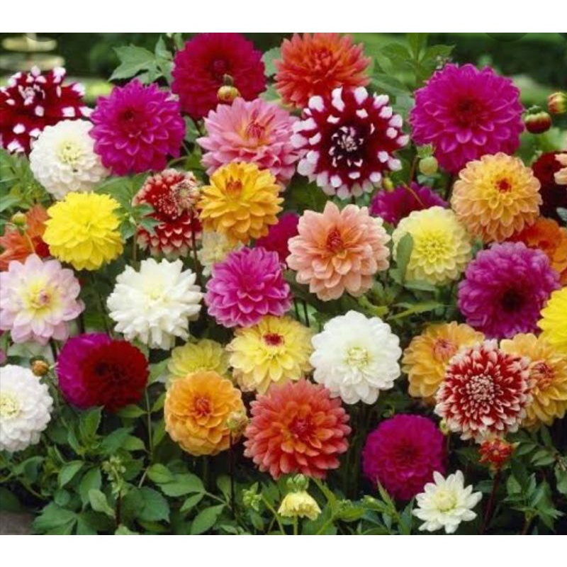 1 Biji Benih BUNGA DAHLIA PINNATA MIX bibit tanaman hias
