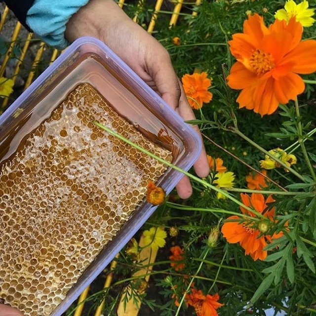 

Honey Comb pohon randu