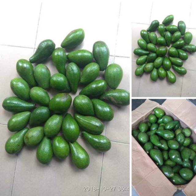 

Alpukat Mentega Super