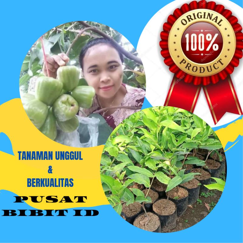 BIBIT JAMBU KIOJOK OKULASI