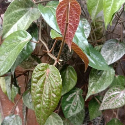 Daun Sirih | Daun Sirih Segar | Daun Sirih Hijau Segar | Daun Sirih Segar- Sirih Hijau Fresh /Sirih 