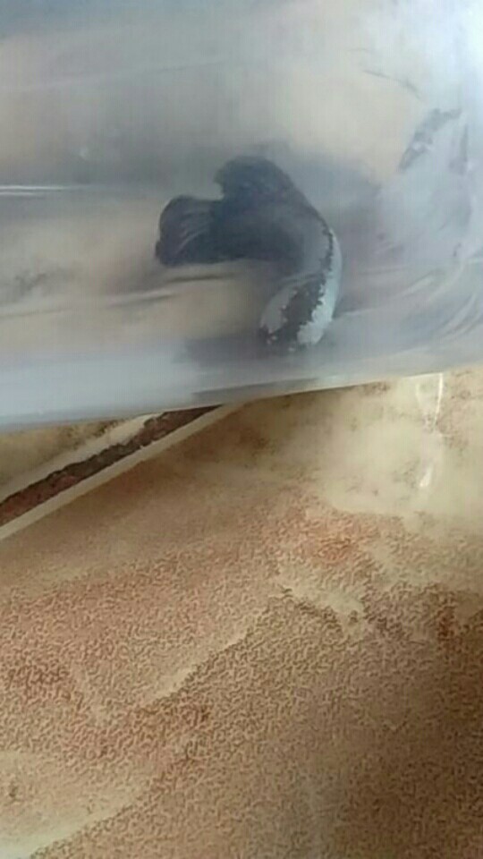 Cupang Black Samurai Jantan