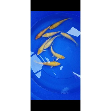 Ikan Koi Blitar Jenis Karasi. Size 20-22cm
