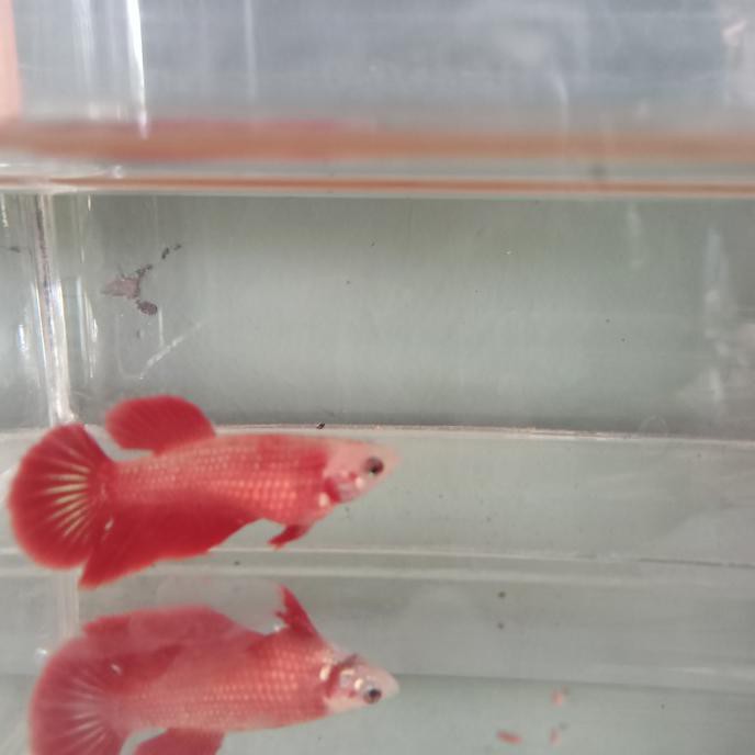 Terlaris Cupang Superred Halfmoon Betina