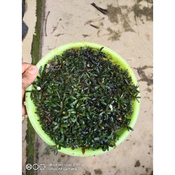 Bucephalandra super mini