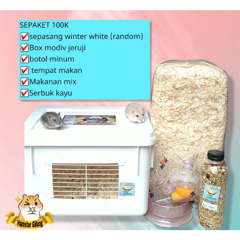 SEPAKET HAMSTER WINTER WHITE ONLY SURABAYA