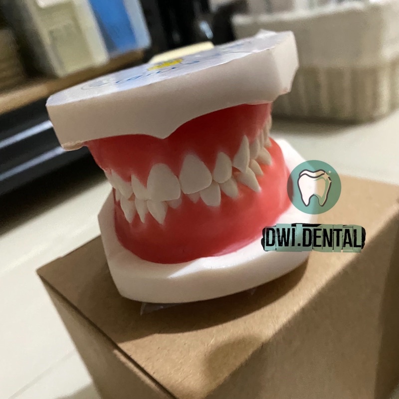 G2 Dental model study typodont / model gigi ortho wax