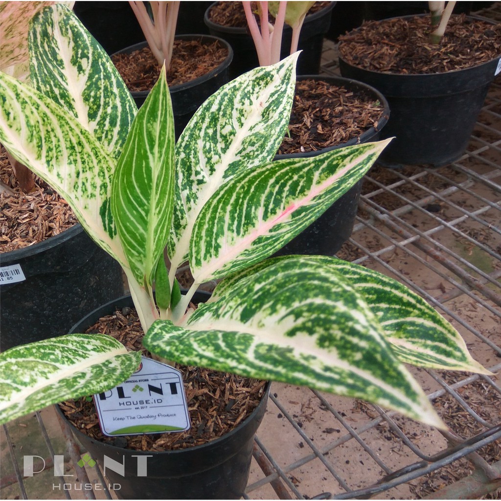  Aglaonema  White Legacy  Shopee Indonesia