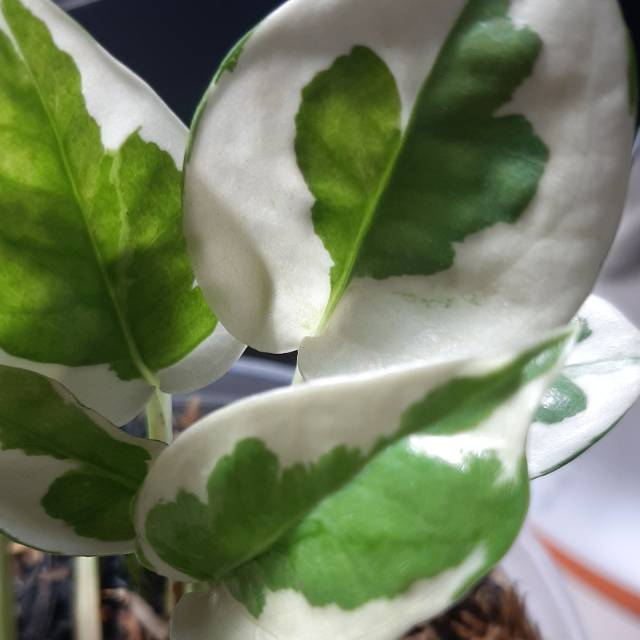 singkongoreng_matahari