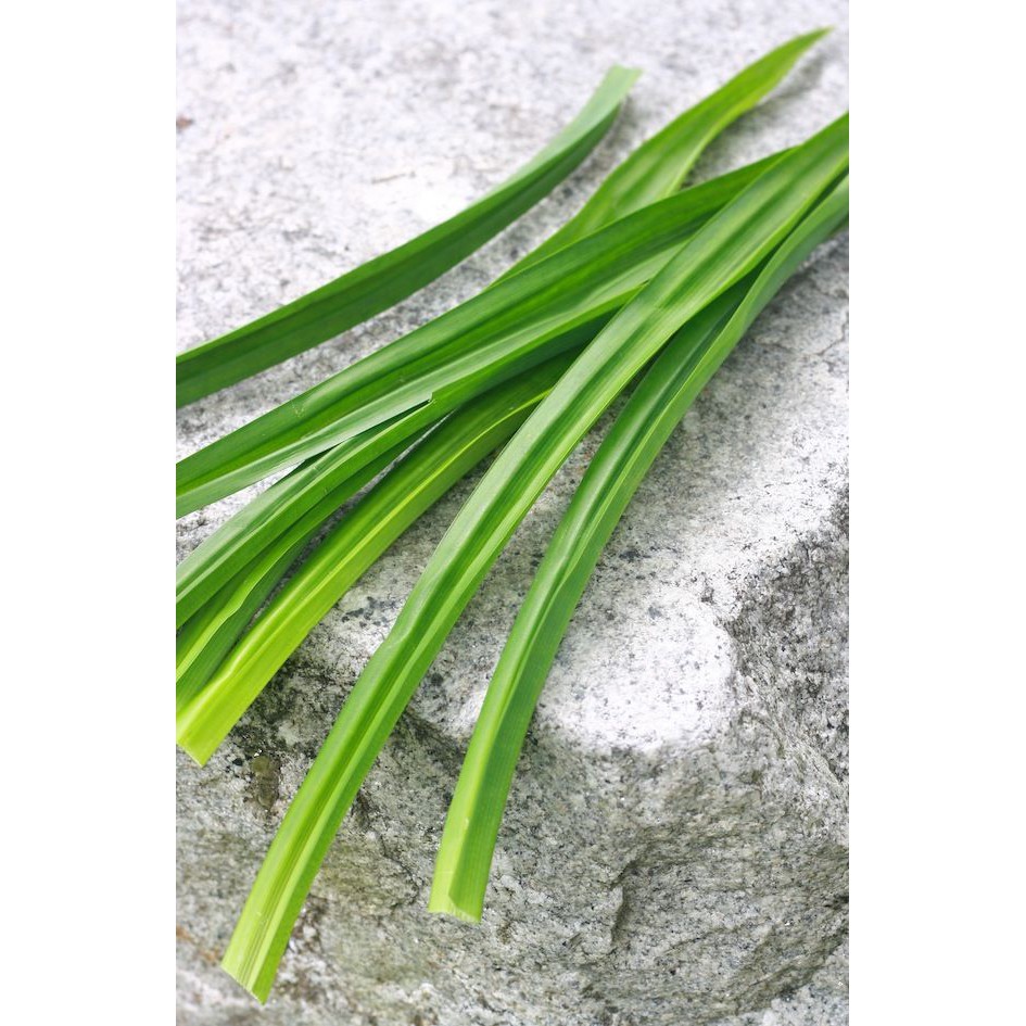 

Daun Pandan Segar
