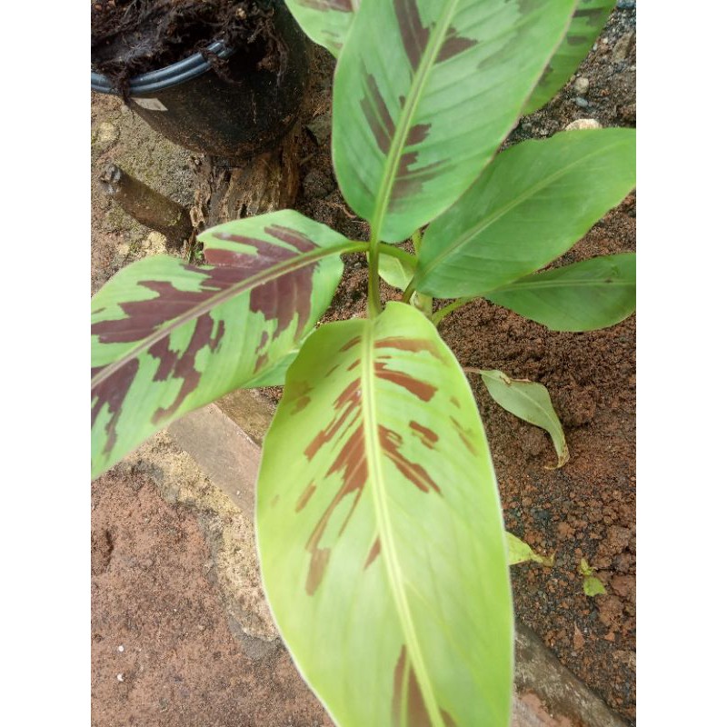 bibit pisang varigata