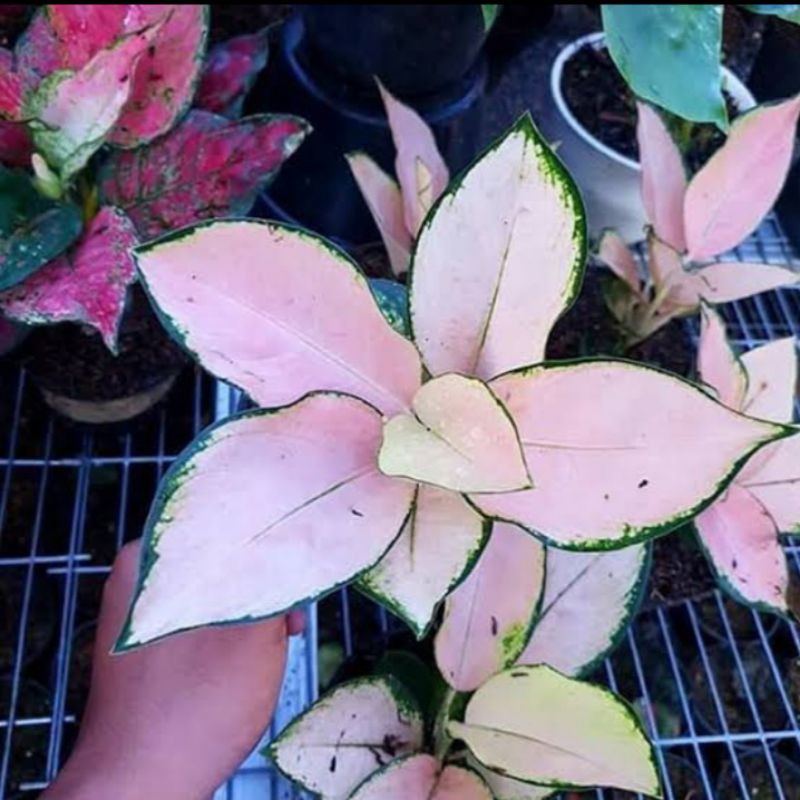 aglonema kochin sutra