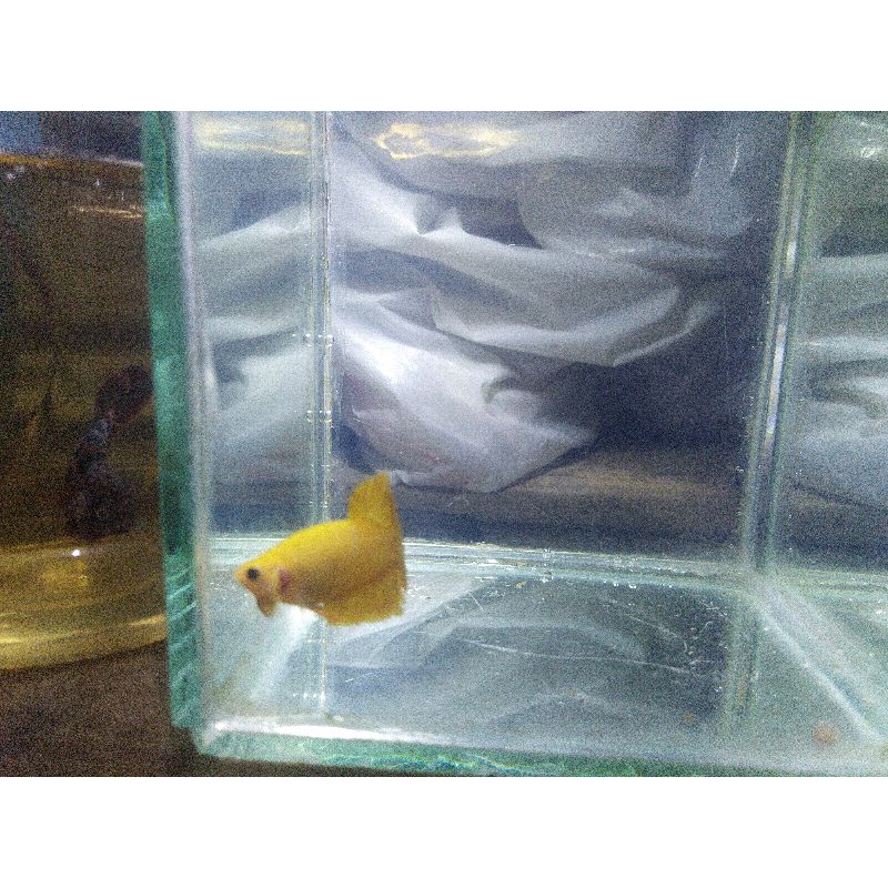 yellow fancy super mewah size S++ ikan cupang male