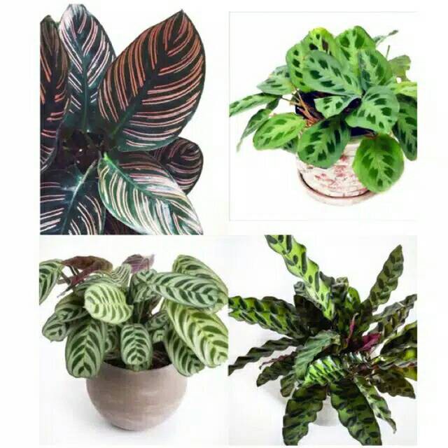 Paket 4 tanaman calathea pinkstip,levonero,amigris,lancifolia