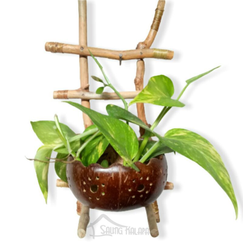 Pot bunga/pot bunga gantung/pot bunga anggrek gantung/pot bunga viral