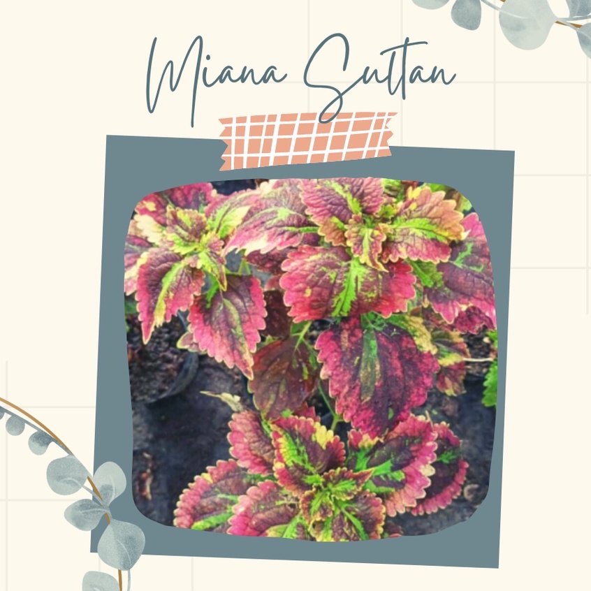 Tanaman Hias Miana Premium Sultan Bunga Miana Premium Sultan