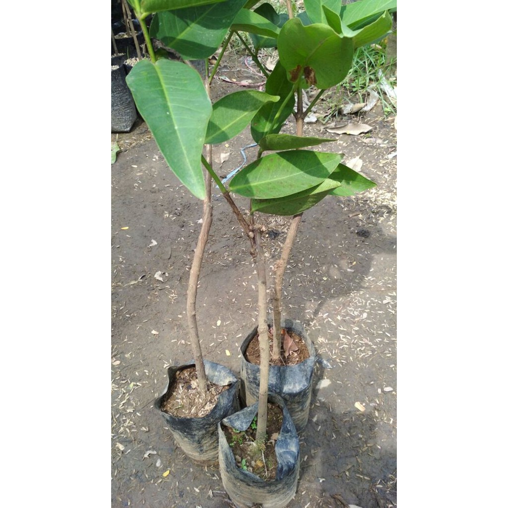 Bibit Jambu Air Madu Deli