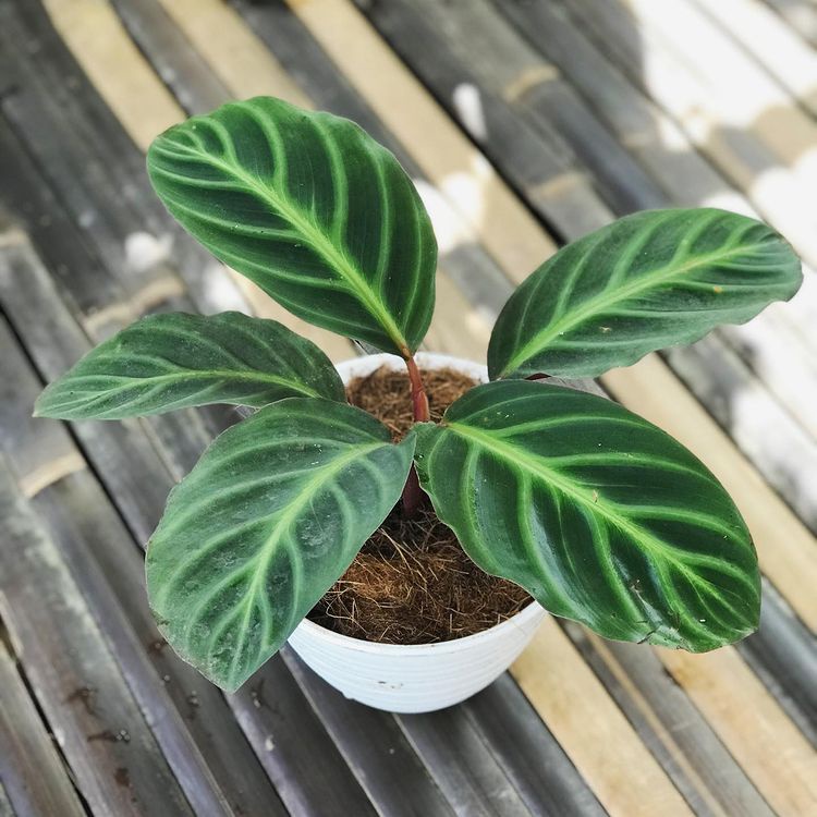 Calathea Ecuadoriana