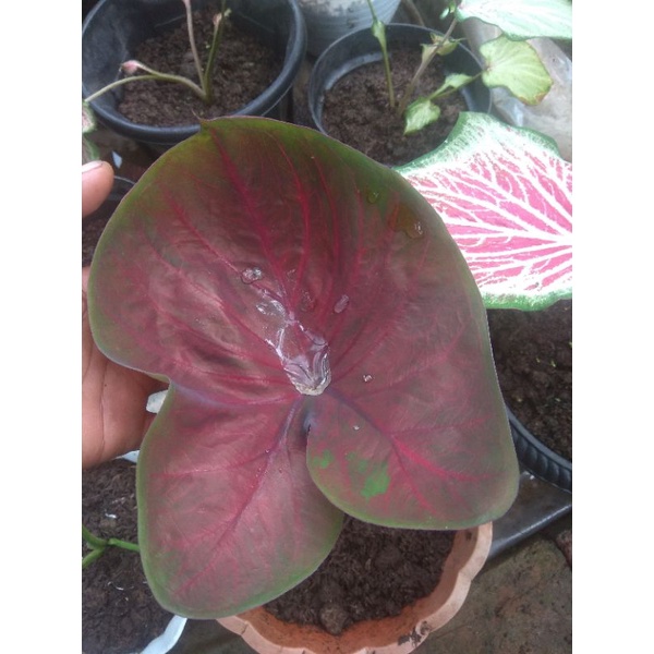 ready anakan caladium doreng