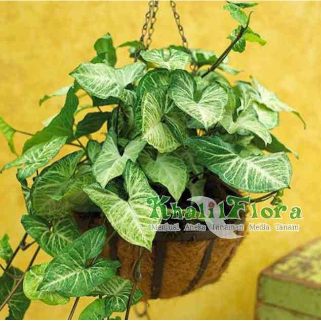Tanaman Syngonium Putih Syngonium-white