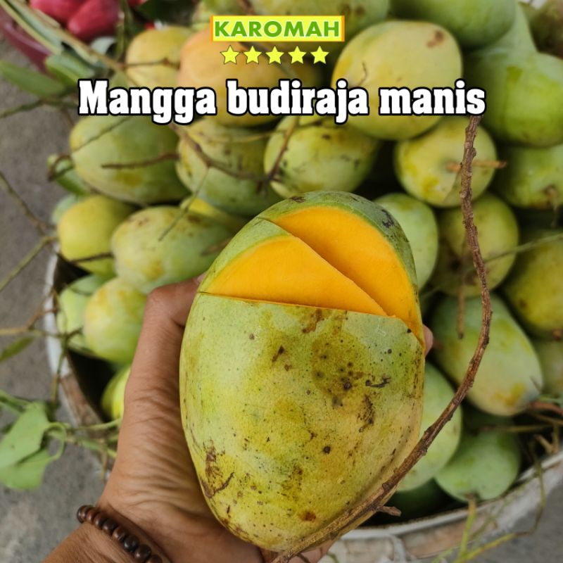 

BUAH MANGGA BUDIRAJA 1KG | BISA REQUEST MUDA / MATANG SEMPURNA