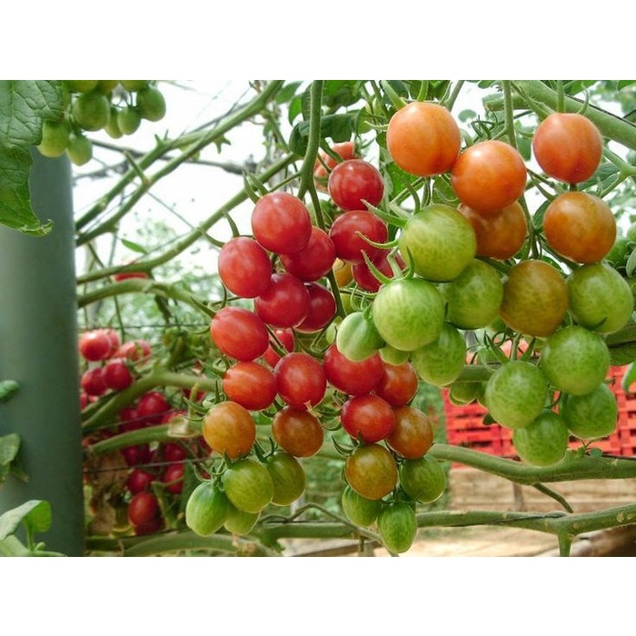 [isi 20] Benih Biji Bibit Tomat Unggul -- grosir