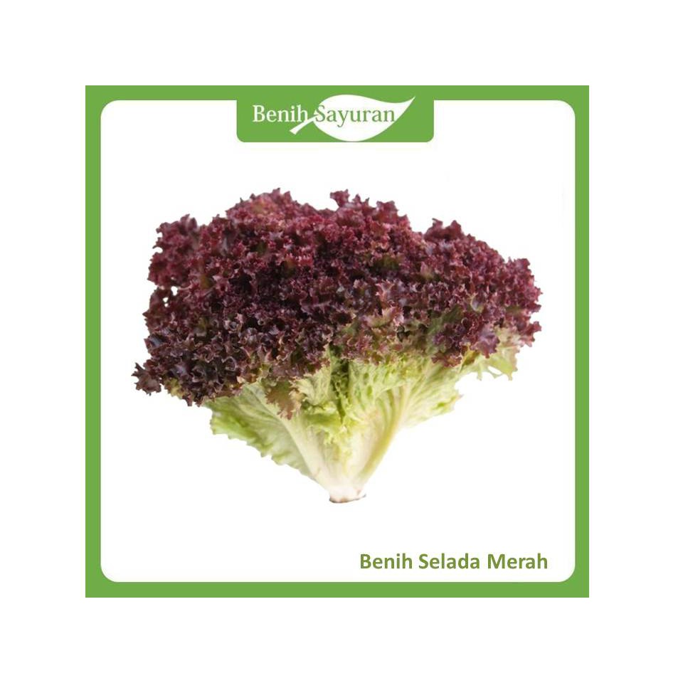 BENIH BIBIT SAYUR SELADA MERAH / RED LEETUCE / LETUS ECER