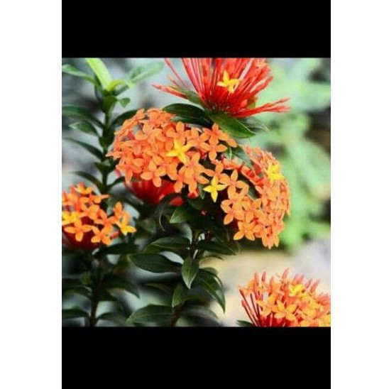 tanaman hias asoka bunga kuning) asoka kuning