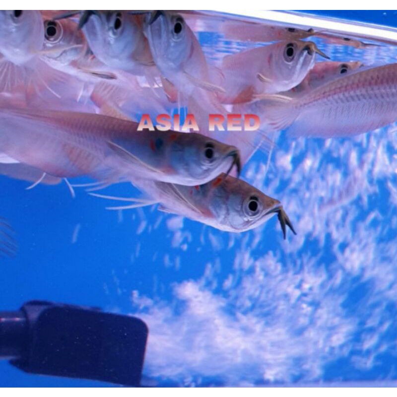 ikan arwana silver red promo murah /silver red arowana fish