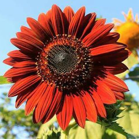 Benih Bibit Biji - Sunflower Velvet Queen Deep Red Bunga Matahari Merah Seeds - IMPORT