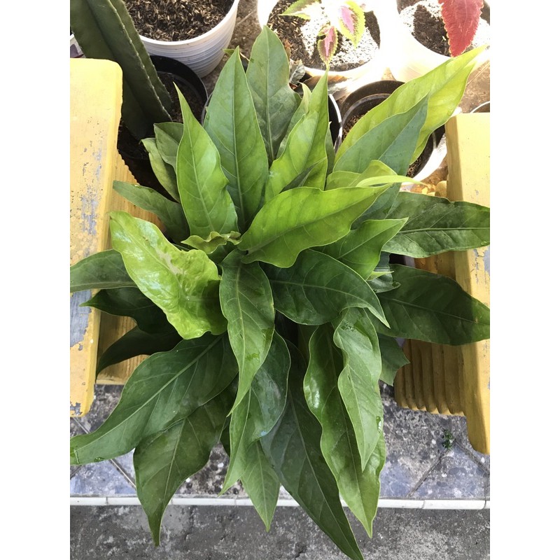 Bunga Gelombang Cinta