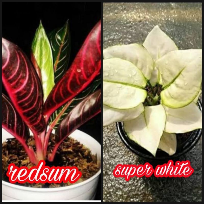 PAKET 2 BONGGOL/BENIH AGLONEMA RED SUMATERA &amp; SUPER WHITE