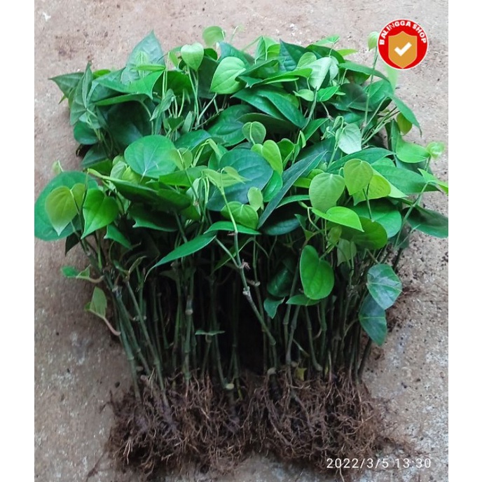 30 Bibit Lada India Sambung Paket Hemat