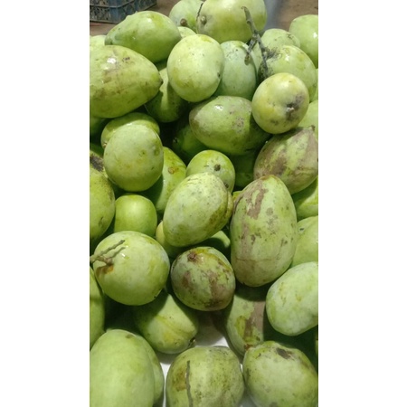 

Mangga Muda
