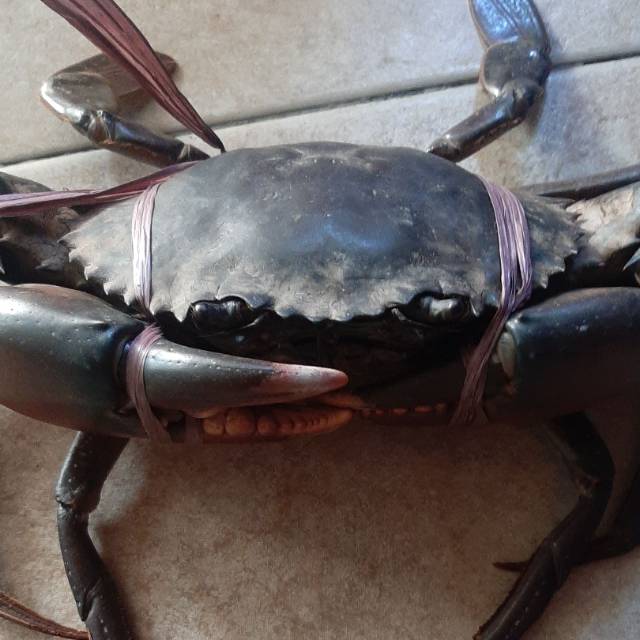 

Jual kepiting bakau hidup berat 300gr