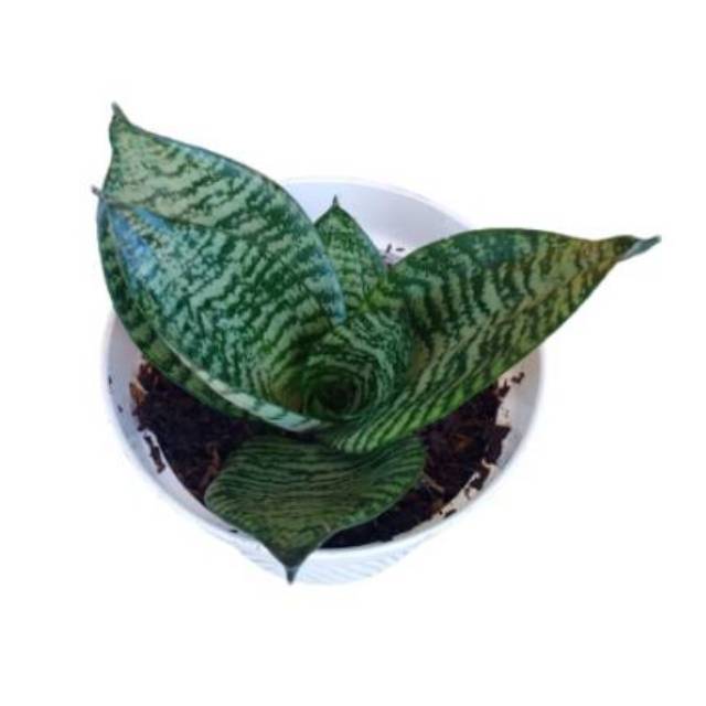 sansiviera kodok/ lidah mertua kodok / sansiviera mini/ sansiviera