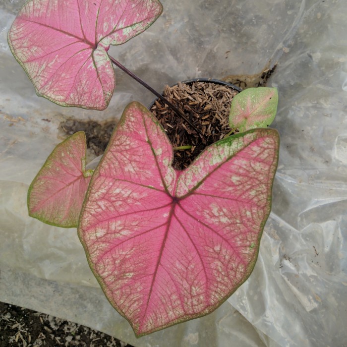 caladium hybrid dewasa pink tanaman keladi ori biji real pict dewasa