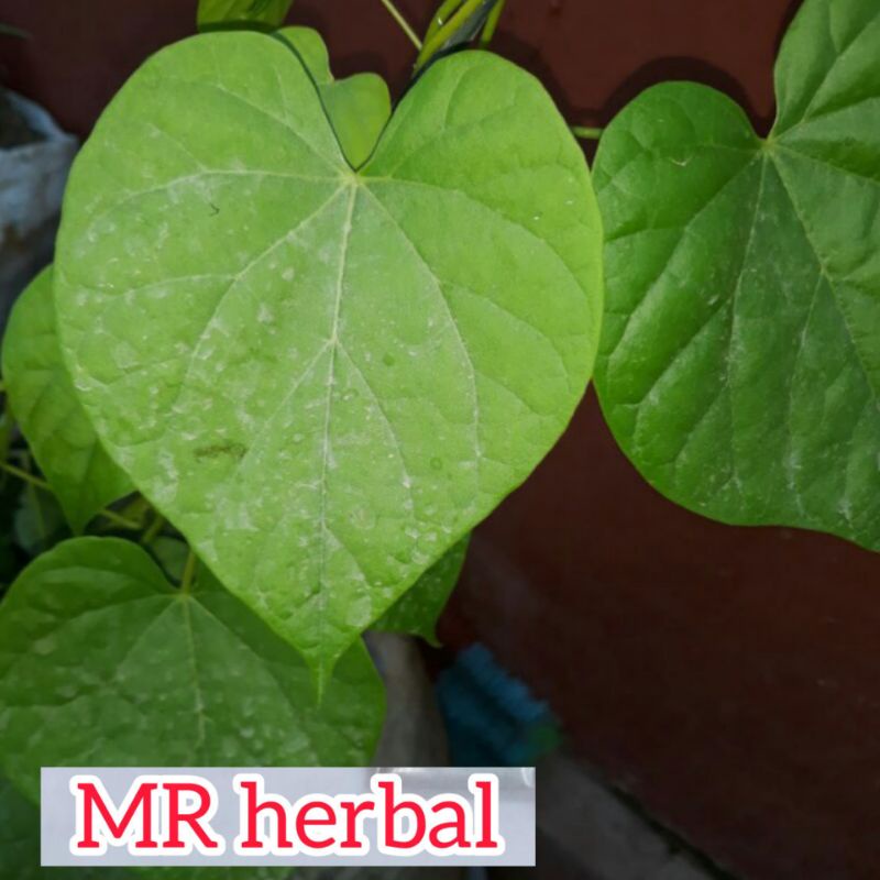 

Jual Daun Broto wali segar order baru petik 30 lembar